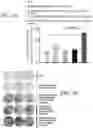 Fig. 30 - POLYMERIC NANOVACCINES AND USES THEREOF
