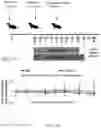 Fig. 45 - POLYMERIC NANOVACCINES AND USES THEREOF