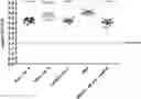 Fig. 01 - Vaccines targeting M. catharrhalis