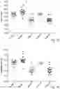 Fig. 05 - Vaccines targeting M. catharrhalis