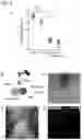 Fig. 10 - VIRUS COMPOSITIONS