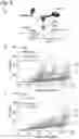 Fig. 12 - VIRUS COMPOSITIONS