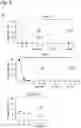 Fig. 14 - VIRUS COMPOSITIONS