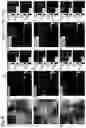Fig. 18 - VIRUS COMPOSITIONS