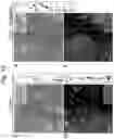 Fig. 22 - VIRUS COMPOSITIONS