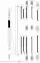 Fig. 04 - RSV F/G chimeric vaccine