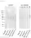 Fig. 08 - RSV F/G chimeric vaccine
