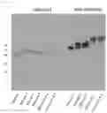 Fig. 13 - RSV F/G chimeric vaccine