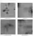Fig. 14 - RSV F/G chimeric vaccine