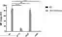 Fig. 01 - DUAL ACTING CD1D IMMUNOGLOBULIN