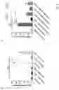 Fig. 04 - DUAL ACTING CD1D IMMUNOGLOBULIN