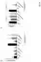 Fig. 06 - DUAL ACTING CD1D IMMUNOGLOBULIN