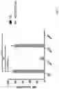 Fig. 07 - DUAL ACTING CD1D IMMUNOGLOBULIN