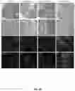 Fig. 03 - WHOLE CELL TUMOR VACCINES AND METHODS OF USE THEROF