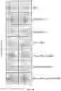 Fig. 08 - WHOLE CELL TUMOR VACCINES AND METHODS OF USE THEROF