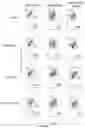 Fig. 10 - WHOLE CELL TUMOR VACCINES AND METHODS OF USE THEROF