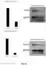 Fig. 16 - WHOLE CELL TUMOR VACCINES AND METHODS OF USE THEROF