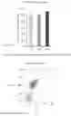 Fig. 04 - Methods and Compositions for Improving Antiangiogenic Therapy with Anti-Integrins