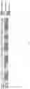 Fig. 03 - FORMULATIONS OF ANTIBODIES THAT BIND HUMAN CD137 AND USES THEREOF