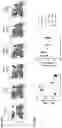 Fig. 20 - FORMULATIONS OF ANTIBODIES THAT BIND HUMAN CD137 AND USES THEREOF