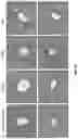 Fig. 25 - FORMULATIONS OF ANTIBODIES THAT BIND HUMAN CD137 AND USES THEREOF