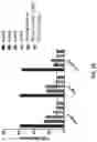 Fig. 33 - FORMULATIONS OF ANTIBODIES THAT BIND HUMAN CD137 AND USES THEREOF