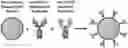 Fig. 01 - Immunoswitch nanoparticles for reprogrammed T cell responses