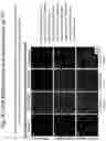 Fig. 05 - Nanoparticles comprising protein-polynucleotide complexes and for delivering protein based complexes