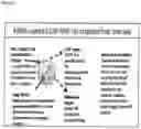 Fig. 32 - Nanoparticles comprising protein-polynucleotide complexes and for delivering protein based complexes