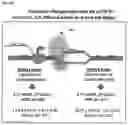 Fig. 35 - Nanoparticles comprising protein-polynucleotide complexes and for delivering protein based complexes