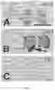 Fig. 03 - LIVER SPECIFIC DELIVERY OF MESSENGER RNA