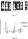 Fig. 09 - LIVER-SPECIFIC INDUCIBLE PROMOTERS AND METHODS OF USE THEREOF