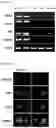 Fig. 03 - COMPOSITION FOR TARGETING MEDULLARY THYROID CANCER