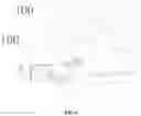 Fig. 06 - LIGHT STERILIZING APPARATUS