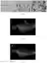 Fig. 04 - TISSUE ENGINEERING BONE SCAFFOLD AND PREPARATION METHOD THEREOF