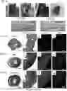 Fig. 05 - ENGINEERING A NATURALLY-DERIVED ADHESIVE AND CONDUCTIVE CARDIO-PATCH