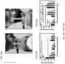 Fig. 11 - ENGINEERING A NATURALLY-DERIVED ADHESIVE AND CONDUCTIVE CARDIO-PATCH