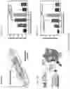 Fig. 12 - ENGINEERING A NATURALLY-DERIVED ADHESIVE AND CONDUCTIVE CARDIO-PATCH