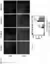 Fig. 13 - ENGINEERING A NATURALLY-DERIVED ADHESIVE AND CONDUCTIVE CARDIO-PATCH
