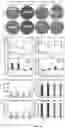 Fig. 13 - SYSTEMS AND METHODS FOR MAKING BIOMATERIALS WITH TARGET PROPERTIES