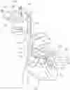 Fig. 01 - CARDIAC DRAINAGE CANNULA AND RELATED METHODS AND SYSTEMS
