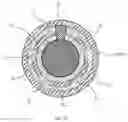 Fig. 37 - GUIDE WIRE WITH CONDUCTIVE ELEMENT