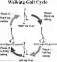 Fig. 01 - SIMULATING A SPLIT-BELT WITH A SINGLE-BELT TREADMILL
