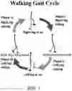 Fig. 02 - SIMULATING A SPLIT-BELT WITH A SINGLE-BELT TREADMILL