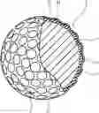 Fig. 01 - Golf ball