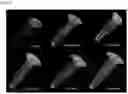 Fig. 10 - METHOD FOR EXTRACTING MICROVESICLES FROM BIOLOGICAL SAMPLE