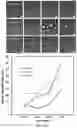 Fig. 15 - COLLOIDOSOMES AND POROUS MATERIALS BY PICKERING EMULSIONS