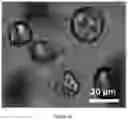 Fig. 23 - COLLOIDOSOMES AND POROUS MATERIALS BY PICKERING EMULSIONS