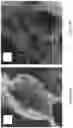 Fig. 25 - COLLOIDOSOMES AND POROUS MATERIALS BY PICKERING EMULSIONS