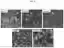 Fig. 04 - High-performance zeolite for reducing nitrogen oxide emissions, method of preparing same and catalyst using same